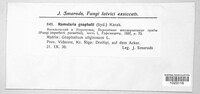 Ramularia gnaphalii image